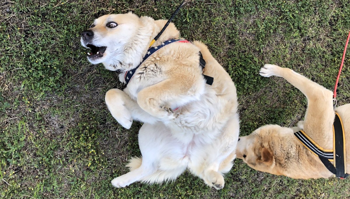 がくこ しりこだまを抜かれる犬