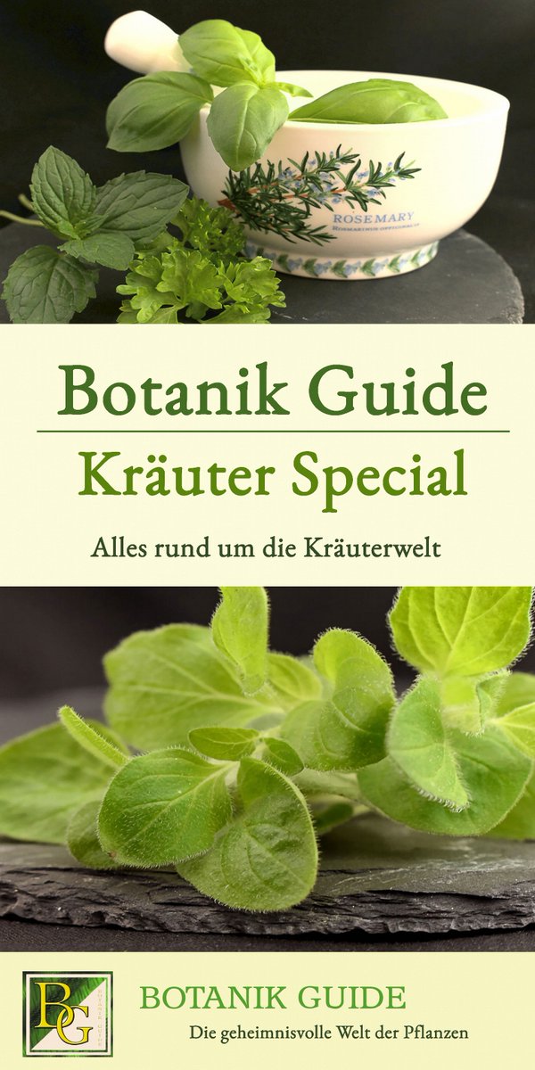 🌿Das große Kräuter Special auf Botanik Guide startet!🌿Schau hier welche Themen &amp; Beiträge dich im Kräuter Special erwarten: botanikguide.de/das-grosse-kra…

#Kräuter #Garten #Gesundheit #Natur #fruehling