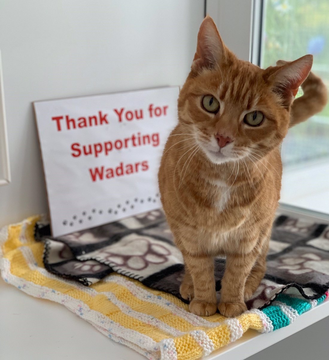 wadars cats for rehoming