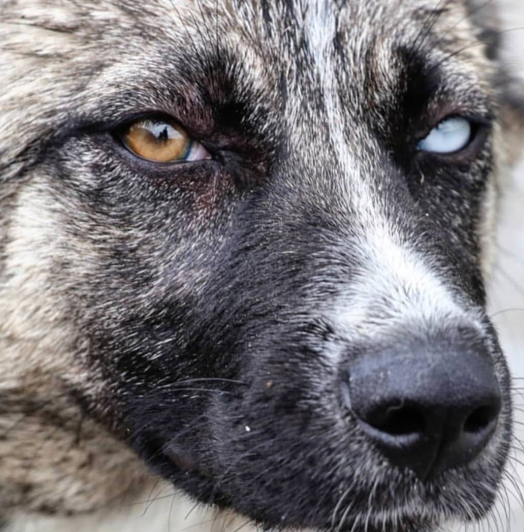Fütursuz umutlar , şikâyetçi umutsuzluklar. Madalyonun iki yüzü gibi her ikiside.. Şimdi ki zaman karşısında bakar görmezlik...!
#gercekdostonlar #hayvansevgisi #EvdeKal
