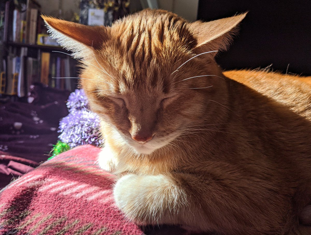 GundamCat13's tweet photo. Morning GriffCat, sleepy in the sun #GriffCat #catnap https://t.co/xSu0PN0Ko8