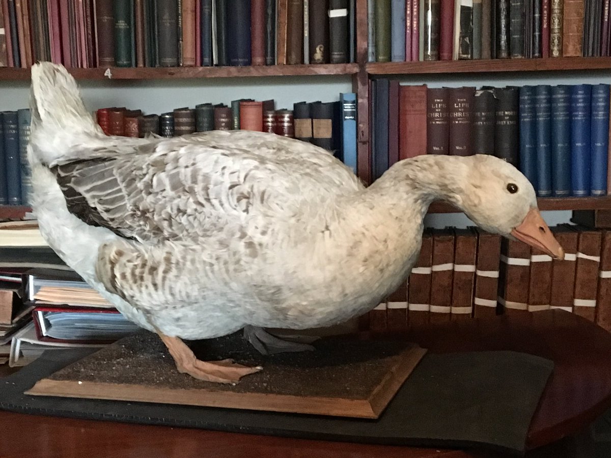 alistair_fenn's tweet photo. @YorkshireMuseum I’m not a curator but I do work in museums and you’ve got to admit George the Goose is a fine specimen worthy of showing off! #bestbird https://t.co/KEJrfj3MbV