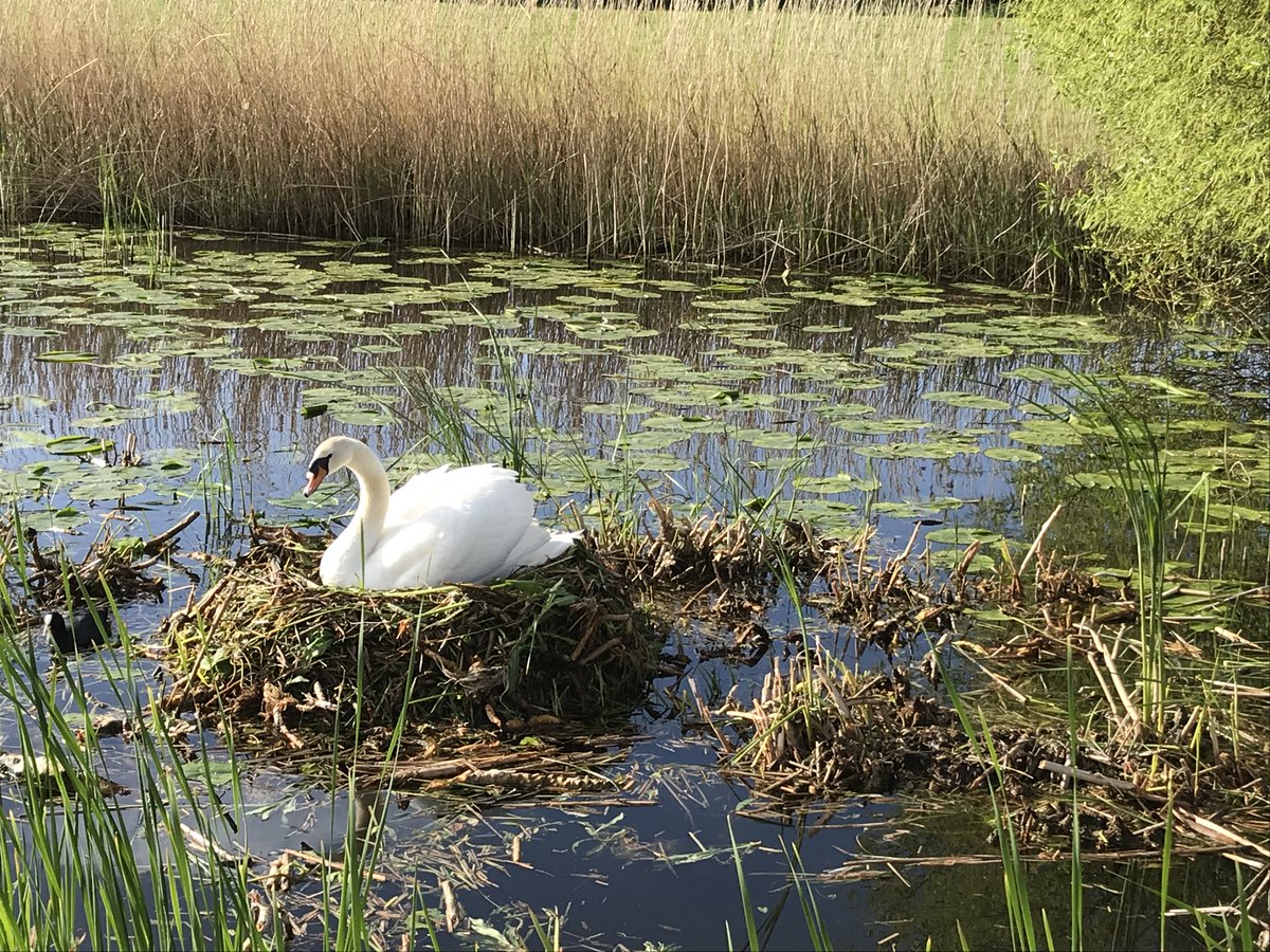 The wonderful Mr and Mrs Swan, one of our self-named resident swan couples, have nested on the canal! We are eagerly awaiting the first cygnets to hatch and we will be sure to keep you all updated with their progress!