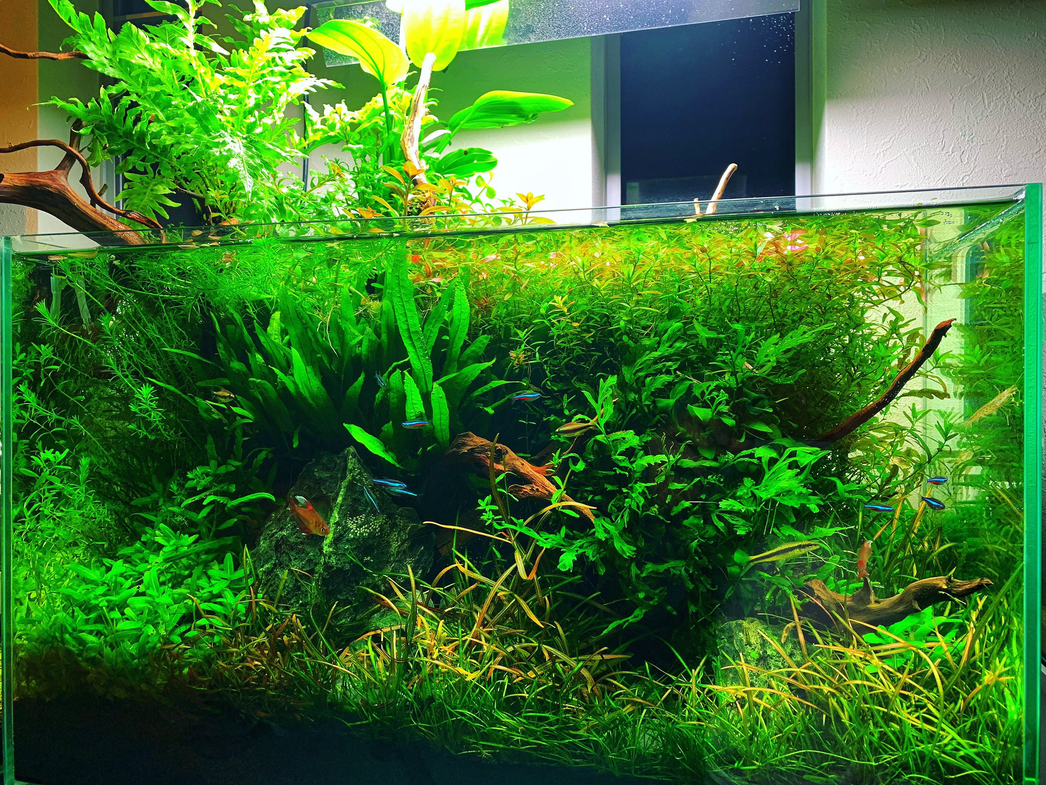 木下裕人 株 アクアレンタリウム代表取締役 アクアリウム大学運営 こんばんは 夜の水草水槽 ねすさんのプレゼント企画 お言葉に甘えてご応募させていただきました 本当に素敵な企画ありがとうございます Aquafinearts11 さん Nesscontest