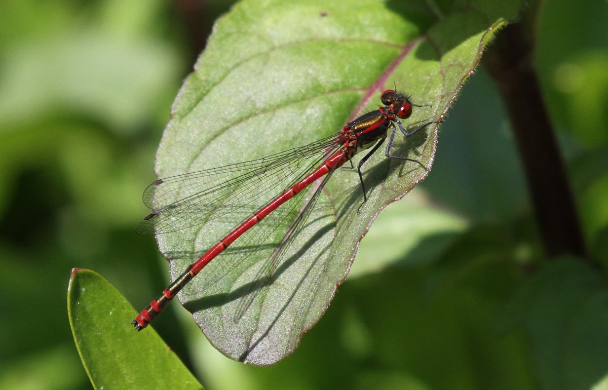 Colin Humphrey tweet media