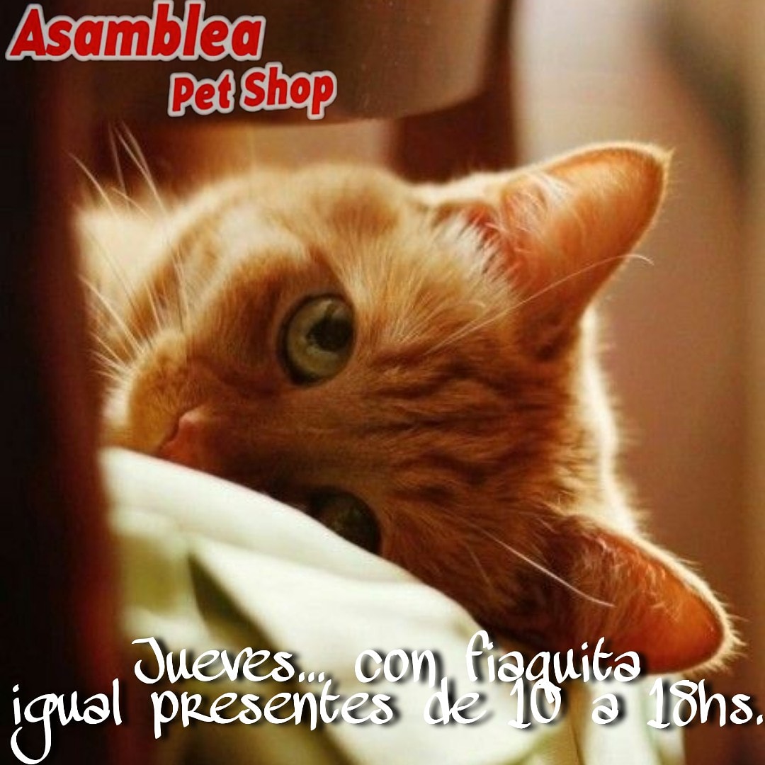 AsambleaPetshop's tweet photo. Hoy a puro Jueves🙃, mucha fiaca pero con ganas de trabajar... Te esperamos de de 10 a 18hs.
#asambleapetshop #petshop #parquechacabuco #boedo #MiBarrioChat #barriodeflores •
#gatosfelices #petfriendly •
#instagato #instaperro #amorpeludo
#felizjueves #caradejueves https://t.co/aFFnBocl5V