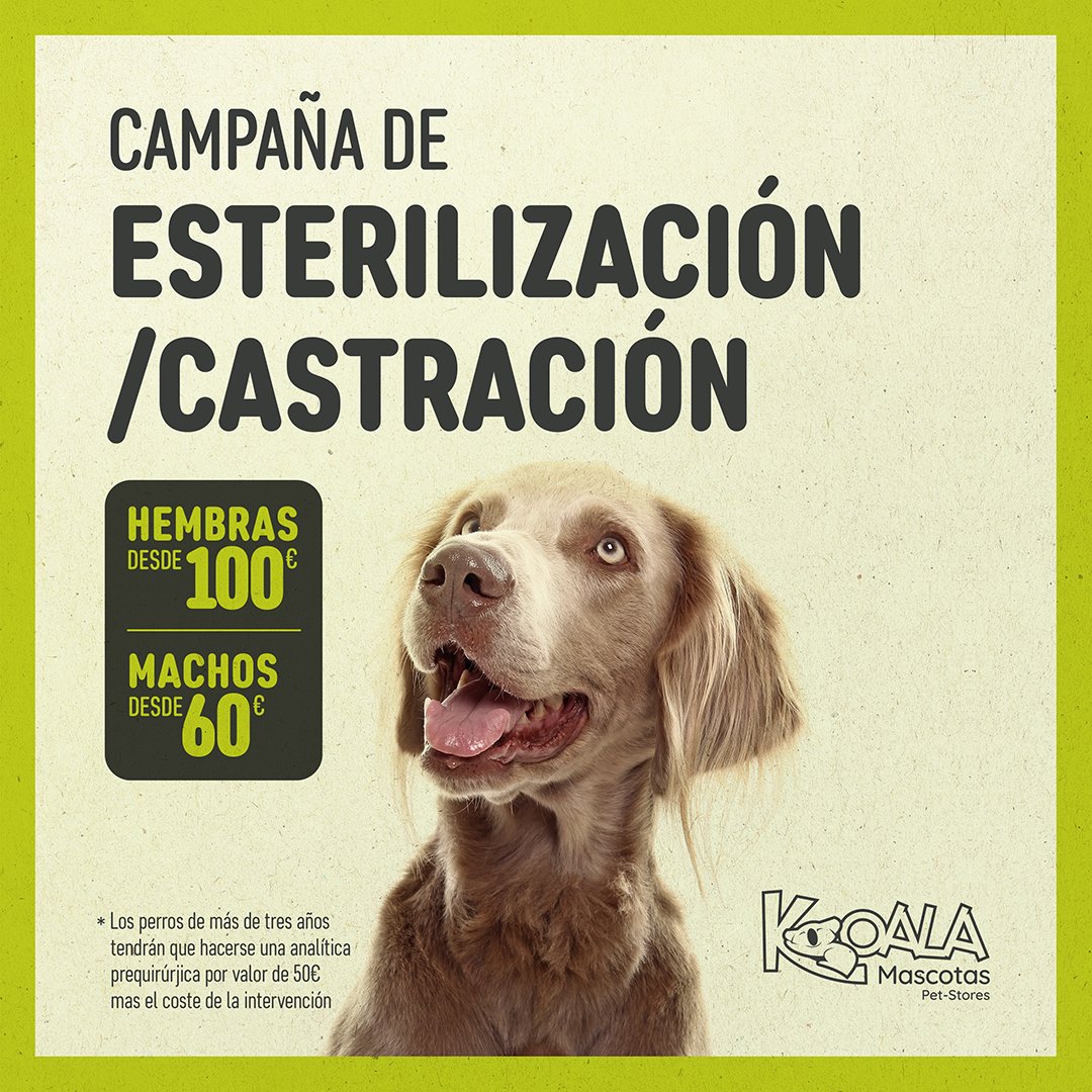 KoalaMascotas's tweet photo. 🔈Campaña de Esterilización/Castración para perrit@s 🐶:
🐨💚Consulta todos los detalles en (https://t.co/mdy6VLV3pj). Ponemos a tu servicio nuestros servicios veterinario SITUADOS EN:
👉🏼TIENDA EN LAS CHAFIRAS
👉🏼TIENDA EN ADEJE
👉🏼TIENDA EN BALOS (POL. IND. ARINAGA) https://t.co/7bsfMROE56