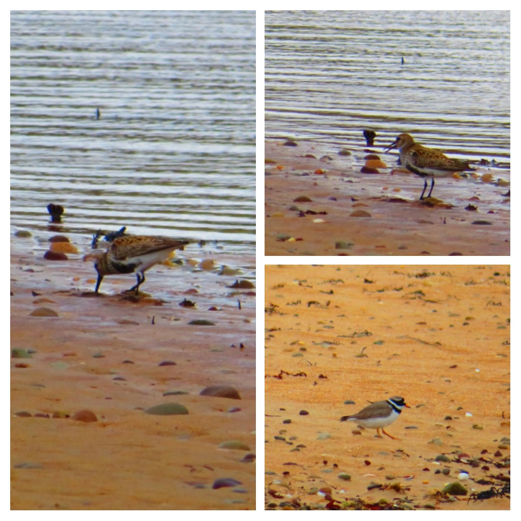EilisNutri's tweet photo. Got a lovely camera for a roundy birthday. 1st day having fun -lots to learn @BioDataCentre @Irishwildlife
#wildatlanticway #GoldenStrand #Achill #outforawalk #lookaroundyou #mindyourmentalhealth #lovelife #livelife https://t.co/ii9lszNnmy