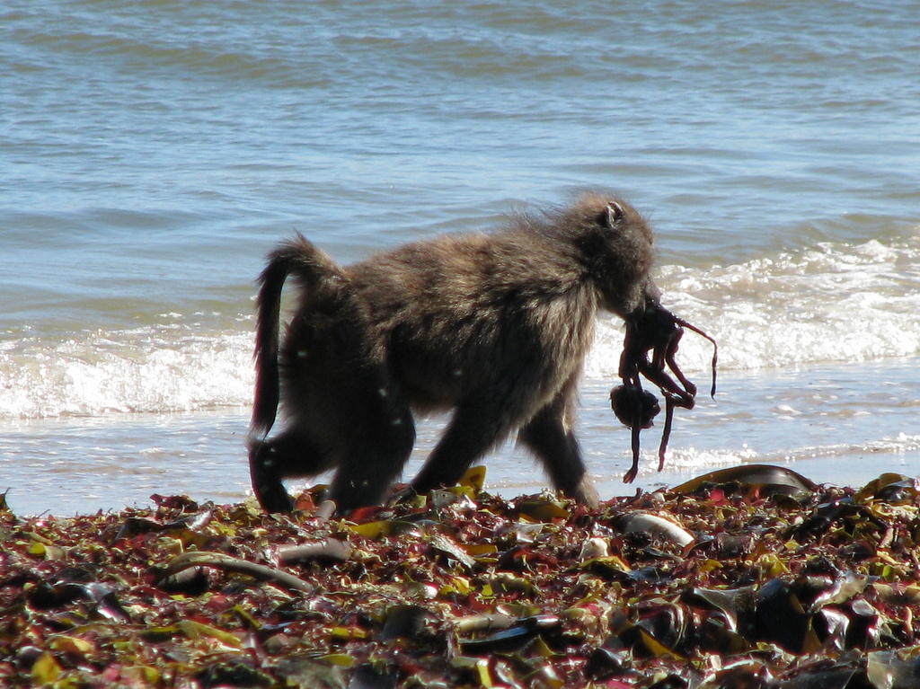 MarianOliver's tweet photo. @CNRSinSthAfrica @CNRS @INEE_CNRS @isemevol @umontpellier @OfficialZSL @ZSLScience @stonybrooku @uc_london @RSocPublishing That's fascinating. Some years back I watched a baboon carry her dead infant around at Olifantsbos (near Cape Point). https://t.co/5j8t9y4PIz