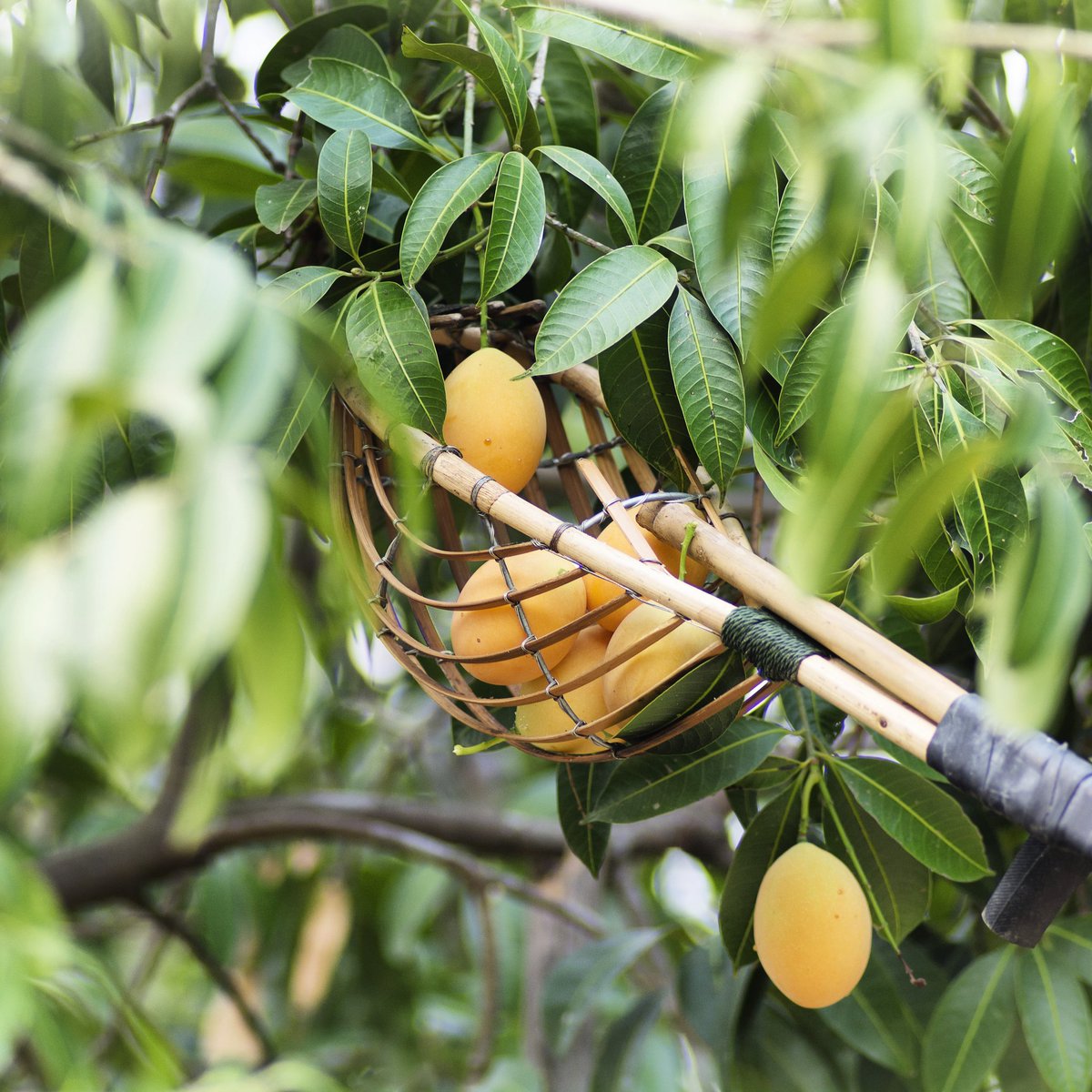 getsecondnature's tweet photo. Juuust ripe!​ 🥭 https://t.co/NMvVgzTyea