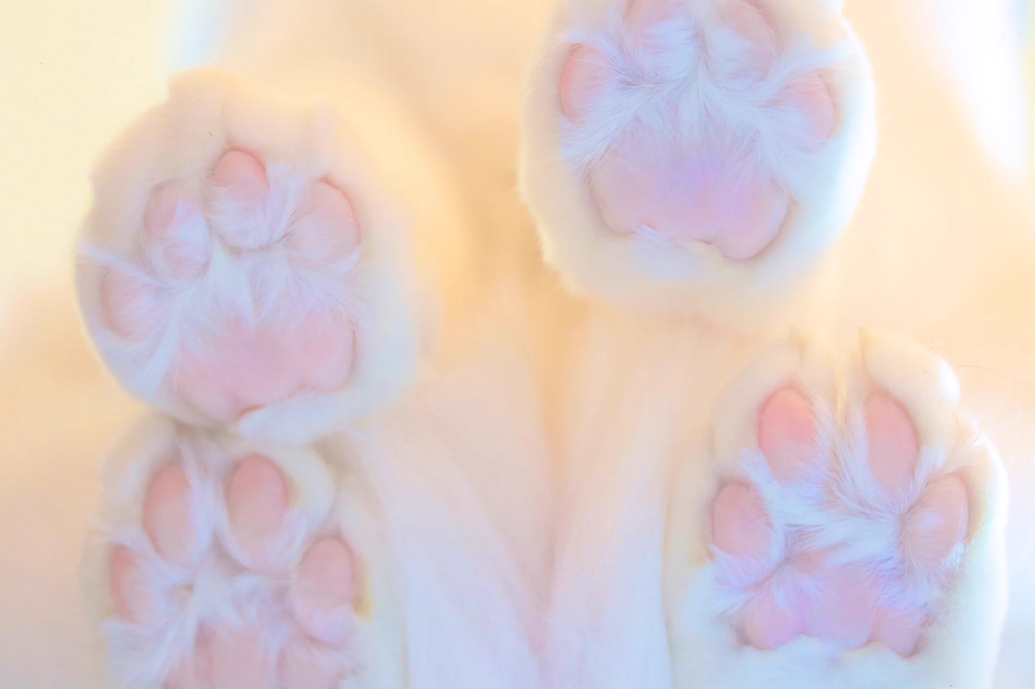 肉球フェチにはたまらない！？上下視点からの猫の肉球♪