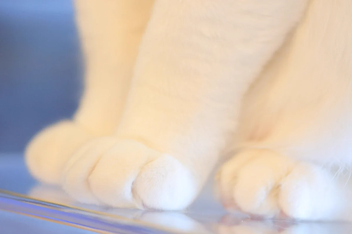 肉球フェチにはたまらない！？上下視点からの猫の肉球♪