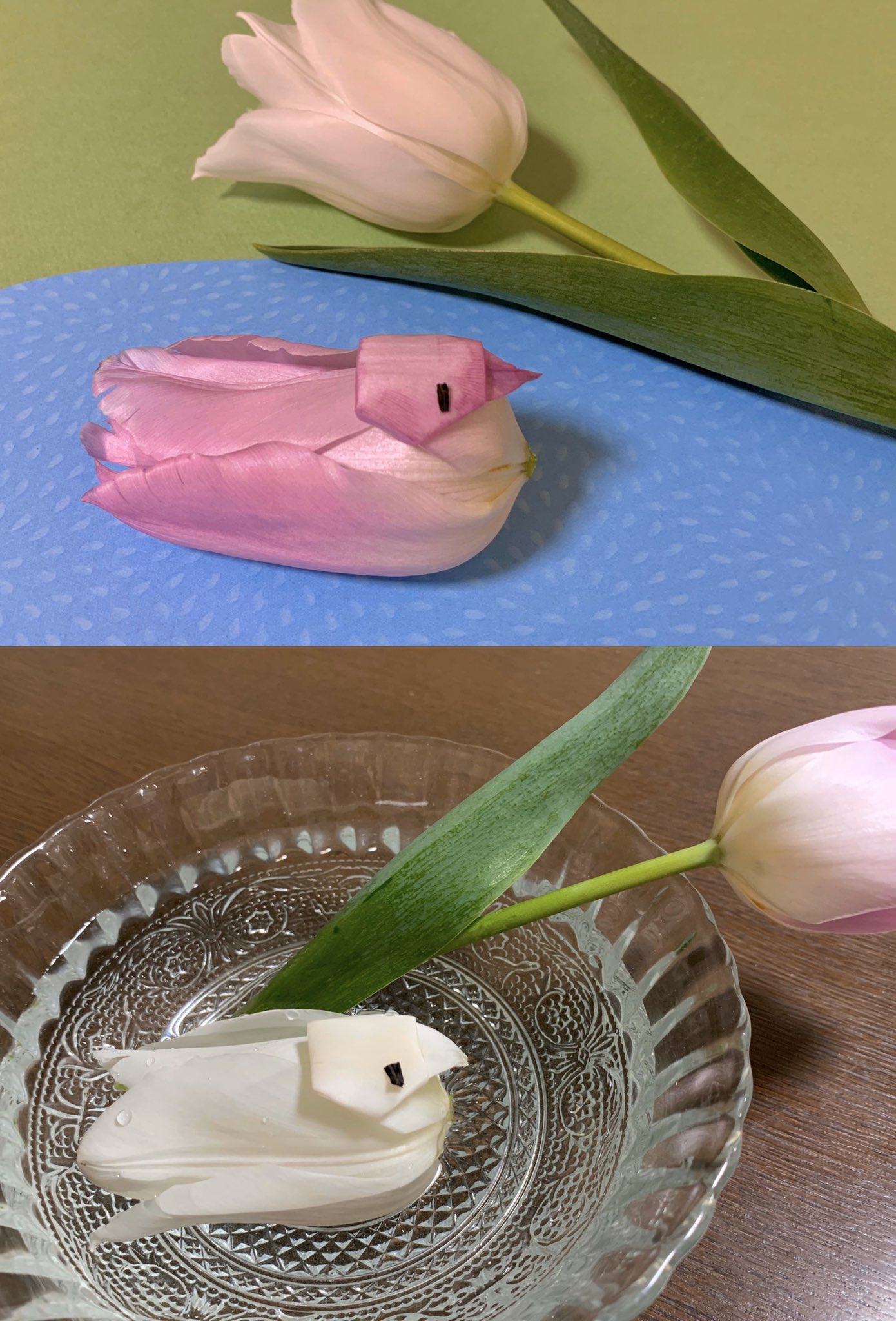 Inori チューリップの水鳥まとめです 寒い時期に咲き花びらが薄くなる散り際も花が閉じている時は花びらを折ってアヒルを作りました 水に浮かべて楽しみます 花びらが短い花は 花びら一枚を割いて頭を作り黒鳥にしました 散った花びら1枚でも 2 3