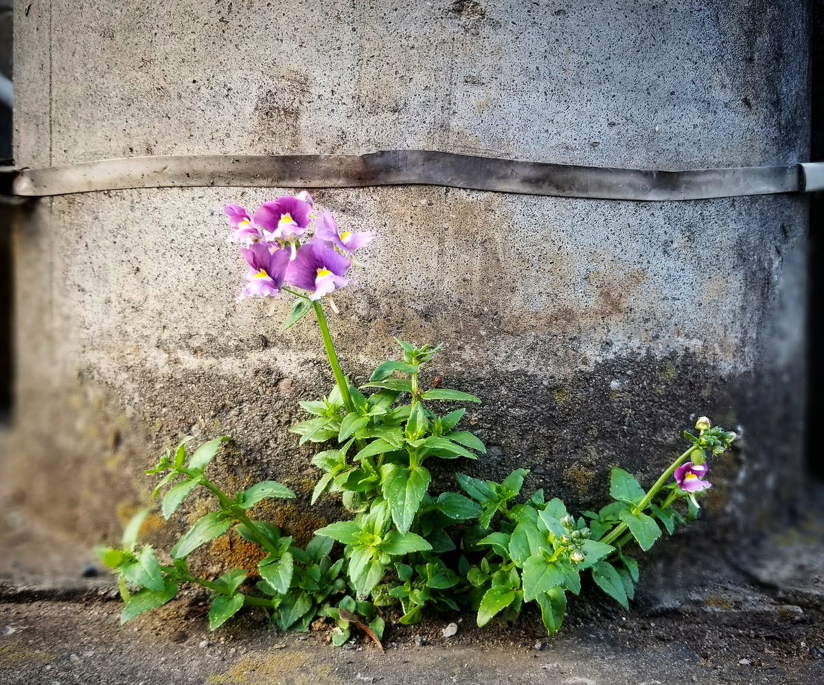 ট ইট র 大石 裕之 Strong Life Is Beautiful おそらく ご近所の花壇から種が飛んで来て 電柱の根元を一生の栖 すみか としたのだろう 強い命は美しい 植物 Plants 路傍の花 Roadsideflowers 根性花 Gutflower ネメシア Nemesia T
