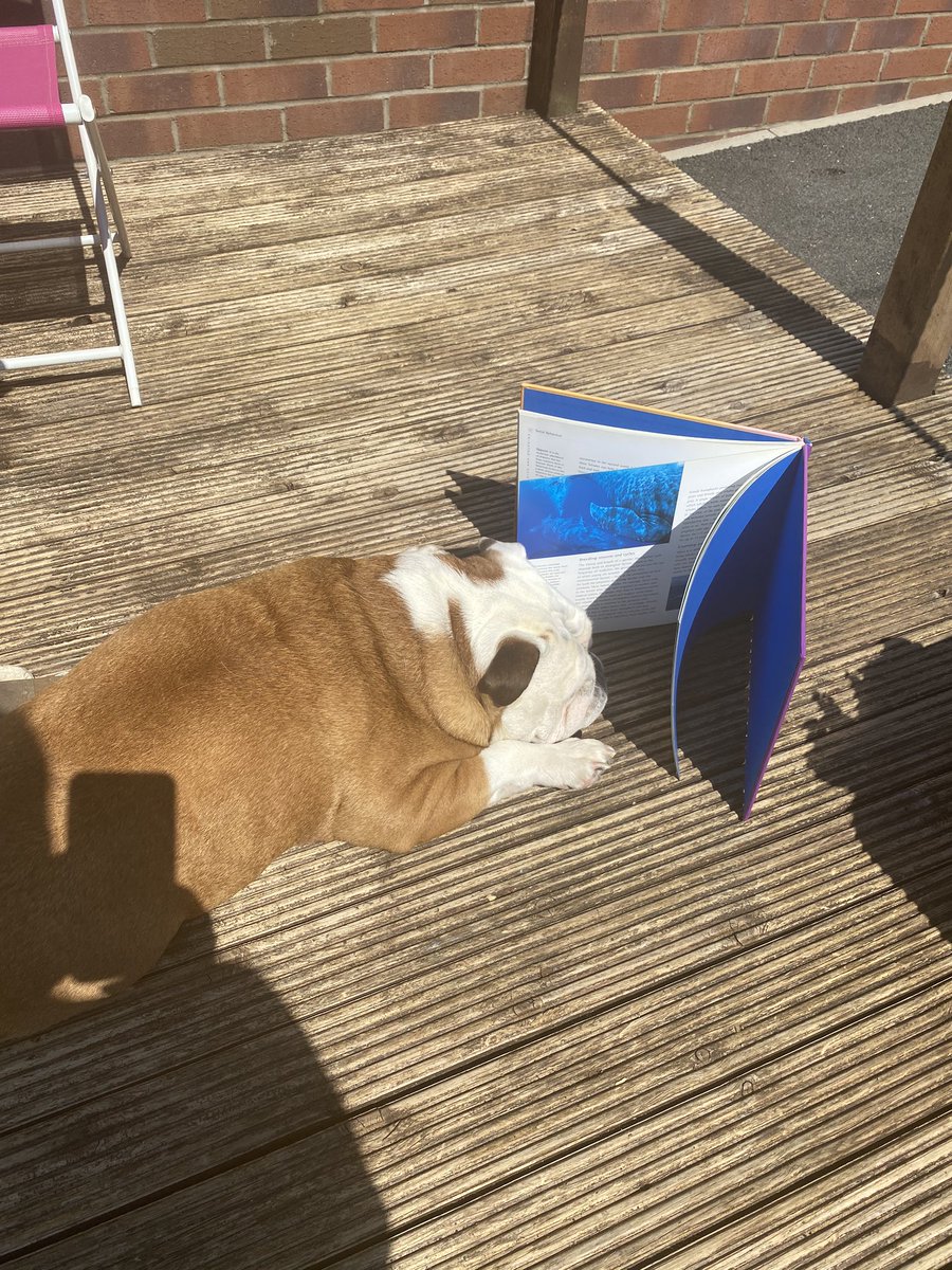 MandyHrintc's tweet photo. Betty is even getting involved with the #wildread learning all about whales and dolphins 🐬 @bramley_park @Missjam2019 https://t.co/TnHx0oGMSU