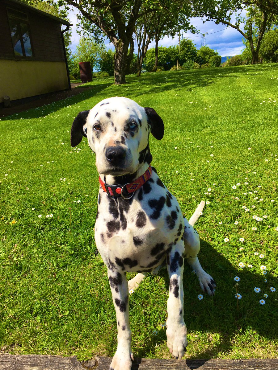 Emma_Burns97's tweet photo. Don’t care what anyone has to say, my dog is the most beautiful dog I have ever seen https://t.co/3wiGx5zZXP