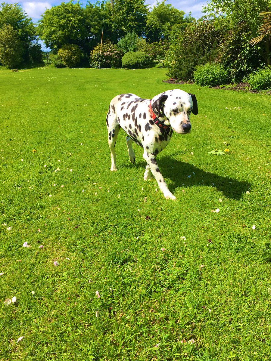 Emma_Burns97's tweet photo. Don’t care what anyone has to say, my dog is the most beautiful dog I have ever seen https://t.co/3wiGx5zZXP