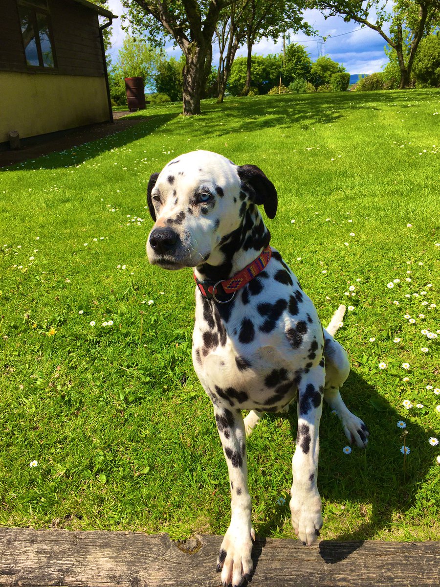 Emma_Burns97's tweet photo. Don’t care what anyone has to say, my dog is the most beautiful dog I have ever seen https://t.co/3wiGx5zZXP