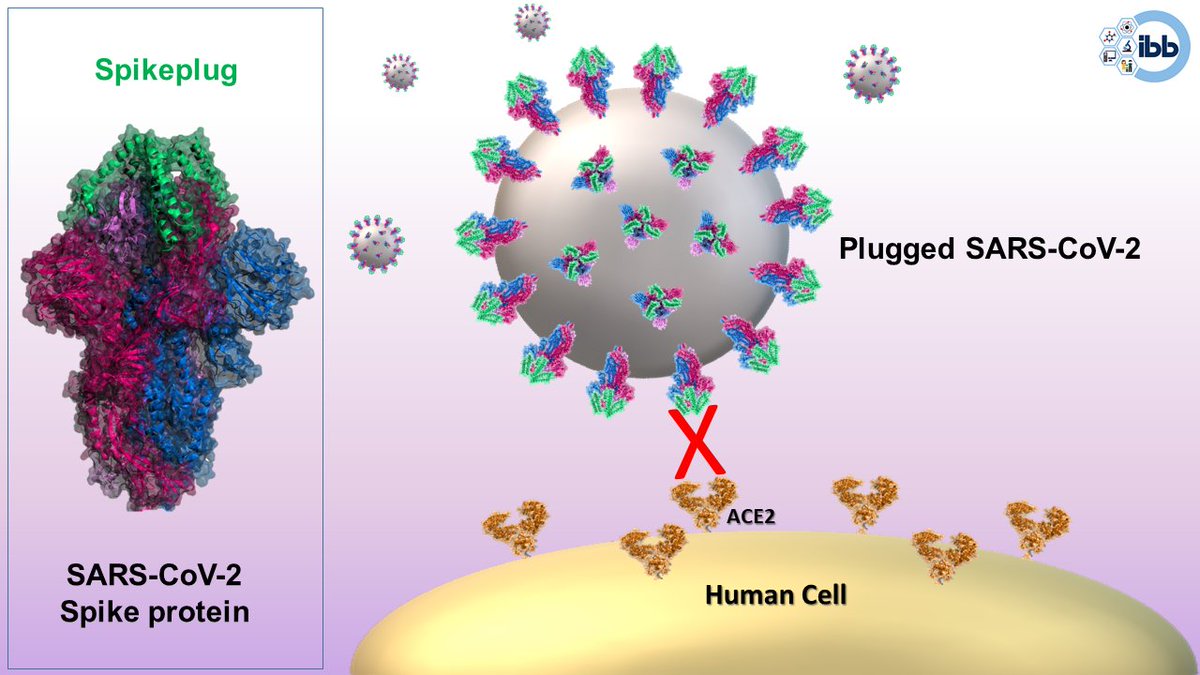 CNRsocial_'s tweet photo. #ricercaCNR���#Spikeplug, una nuova molecola contro #SARSCoV2
Dal team di ricerca #Cnr_Ibb, coordinato da Rita Berisio, una mini-proteina che “tappa” le proteine Spike del virus #SARSCoV2 e impedisce l’interazione con il recettore umano ACE2
Leggi di più👇
https://t.co/jLykFHc63R https://t.co/OISc4qhFFc