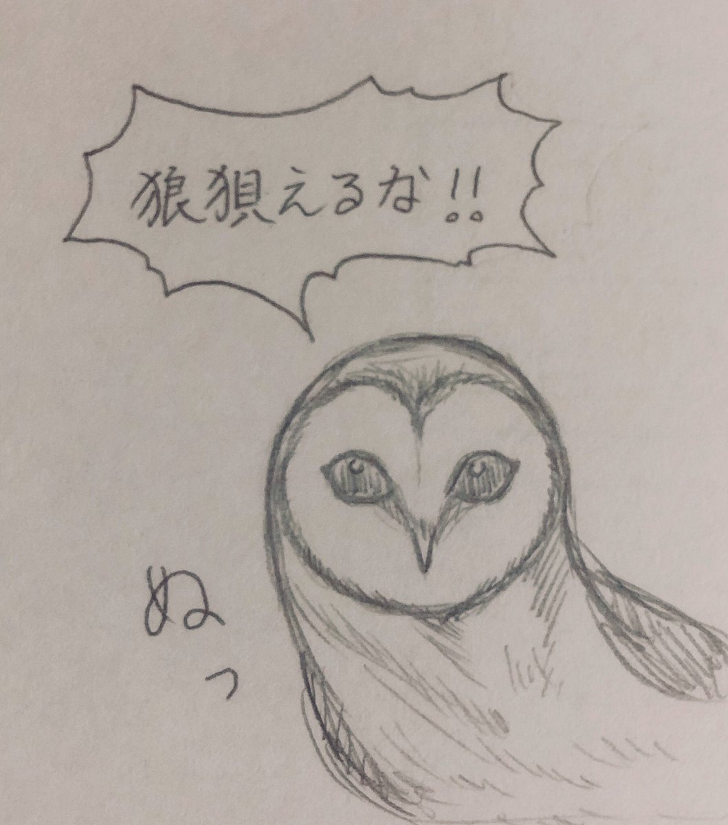 実際フクロウ描くの楽しい✌️
これは飼い主に喝を入れてくれる冷静なメンフクロウ 