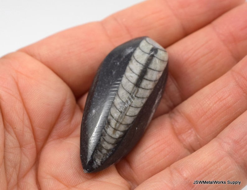 JSWMWSupply's tweet image. Polished #Orthoceras #Fossil Stone
Only one available!

ow.ly/AgIk50zp0Tp
#fossilstone #fossilfocal #etsyshop #etsystore #etsyfinds #jswmetalworkssupply #jewelrysupplies #jewelrysupply #DIY #jewelryDIY #supplies