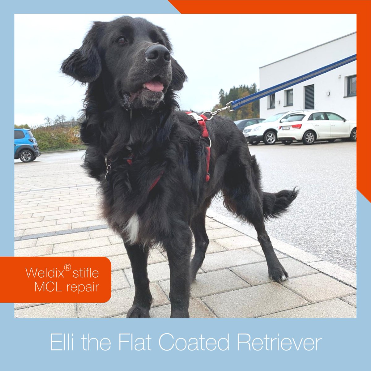 VetWelding's tweet photo. A Weldix® stifle MCL repair allows Elli to move around and play again.  Read the full story about Elli: https://t.co/ayl21epbOX

#vetwelding #bonewelding #weldix #boneweldervet #revolutionizinganimalorthopedics #mcl #veterinarian #veterinarysurgeon #veterinaryorthopedics https://t.co/7tS4Ii6XmJ