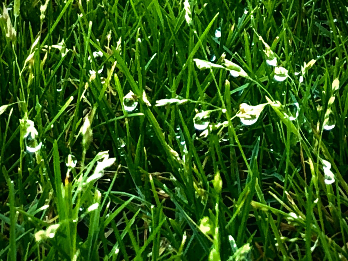 Had a cup of coffee outside this morning, and noticed the dew is still on the grass. It’s been a long time since I’ve seen it. Sometimes it’s just nice to observe how beautiful the world is. 💕