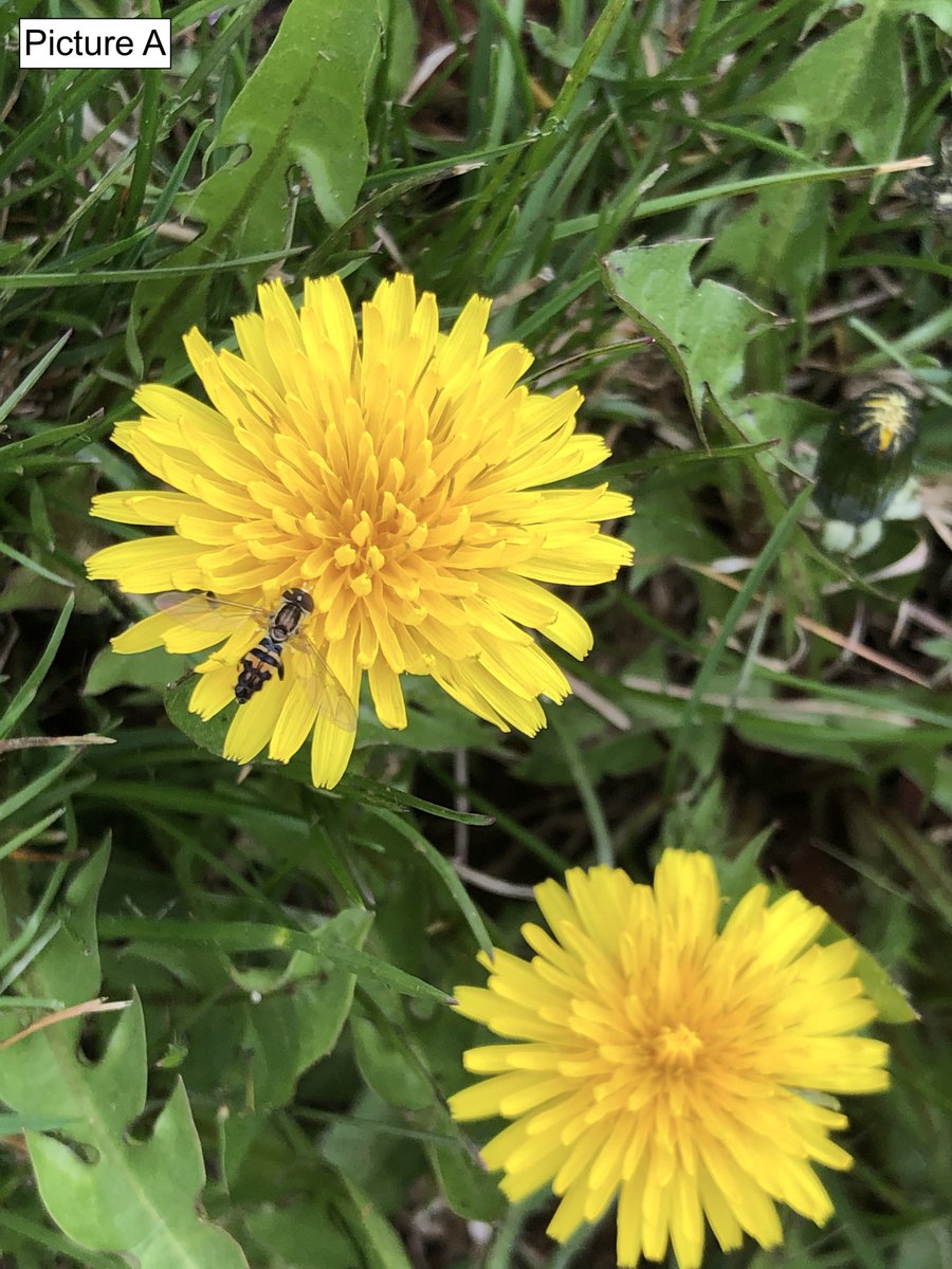 1in3mouthfuls's tweet image. Although many of our lab members focus on #bees, other insects play important #pollination roles as well! Only one of the insects below is a 🐝, although both are pollinators. Take a look at the photos and vote for which you think is the bee in the poll below! ❓🐝🤔