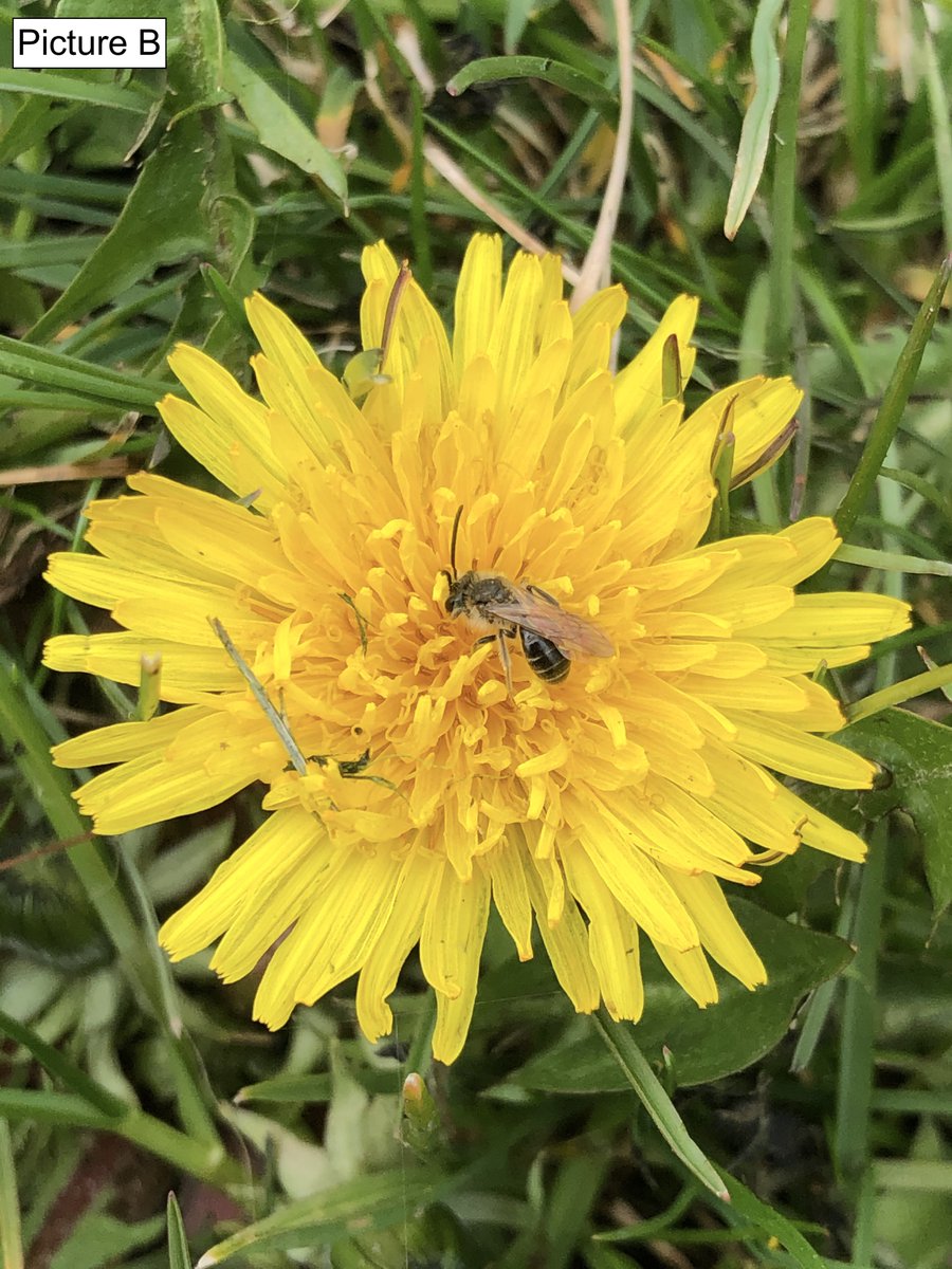 1in3mouthfuls's tweet image. Although many of our lab members focus on #bees, other insects play important #pollination roles as well! Only one of the insects below is a 🐝, although both are pollinators. Take a look at the photos and vote for which you think is the bee in the poll below! ❓🐝🤔