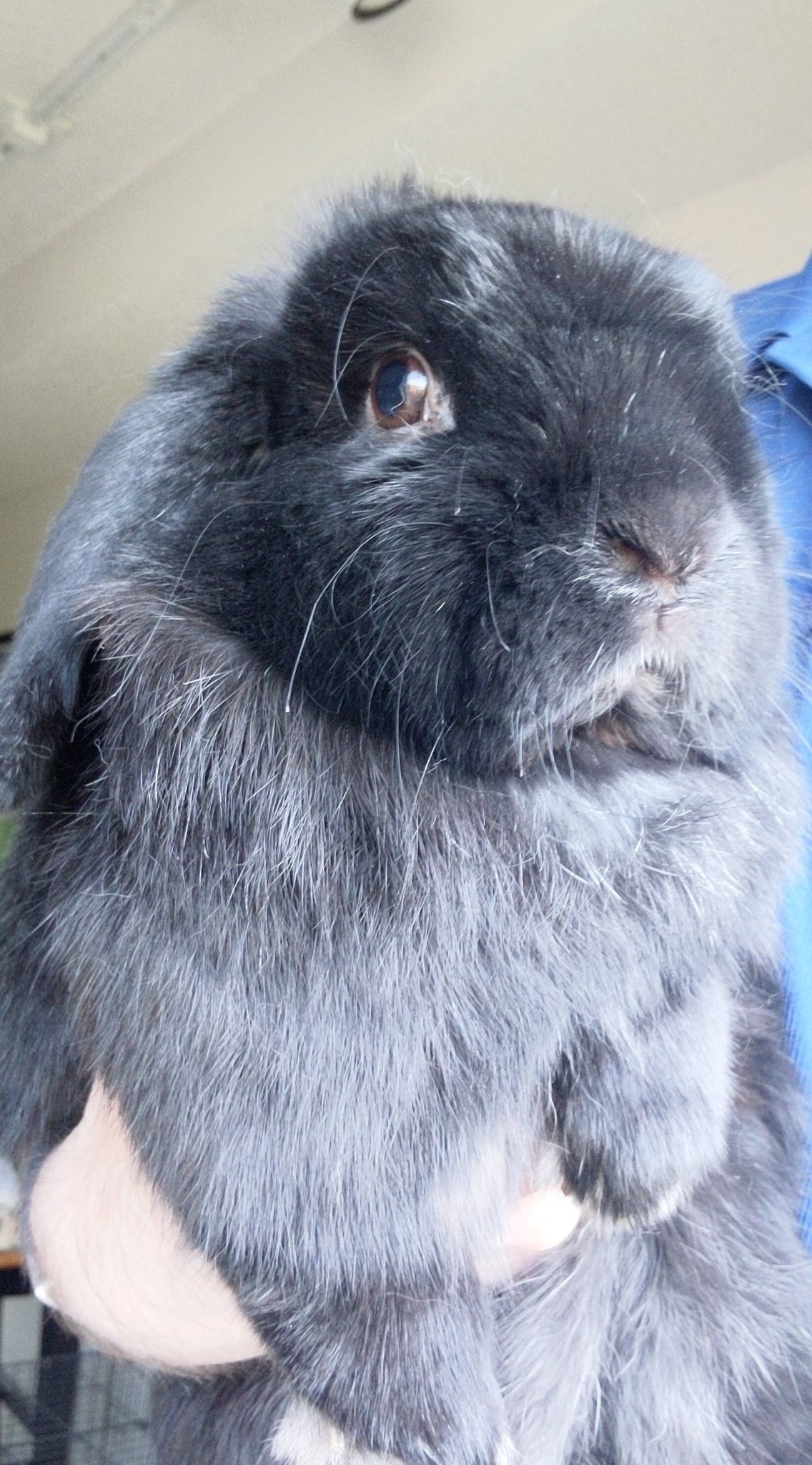 Matt Dr Bunny Keeper Thursday Affirmations With Luna Because You Re Good Enough You Re Smart Enough And Dog Gone It People Like You T Co G86xi4qepj Twitter