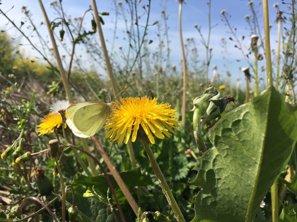 Beautiful day for morning exercise today. Local run in Cambridgeshire #DailyExercise