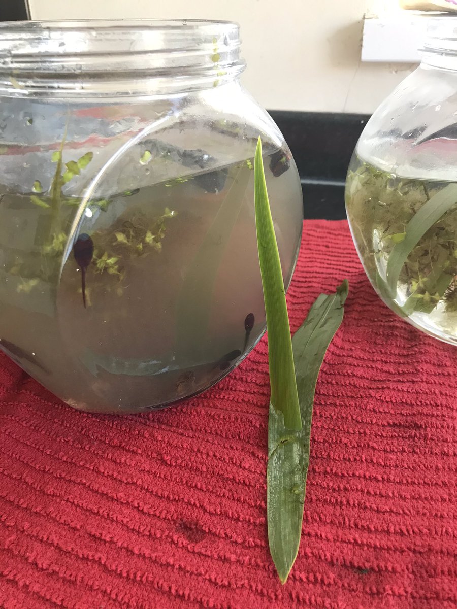 1stacey6's tweet photo. @romillypsrecep I live by a golf field and we walked round there yesterday and there was a pond and i saw Tadpoles, fish and i even saw a dragonfly i also could hear all sounds of animals. So today i went back and i caught some Tadpoles and we are going to watch them grow 🐸 https://t.co/ZP0sYipzJw