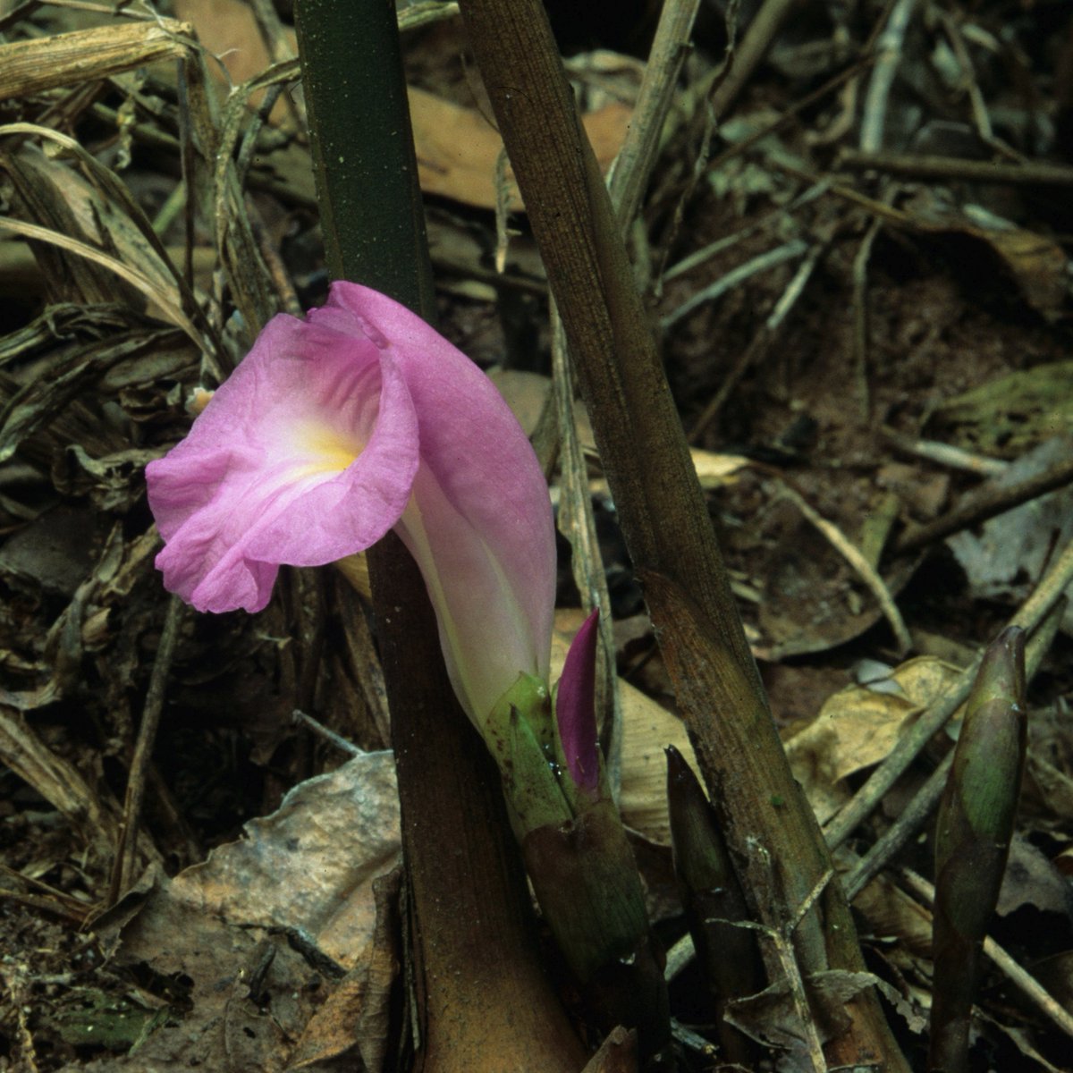 First, let’s have a shout-out to superteam David Harris &  @adavey_RBGE who revised the African Ginger genus Aframomum  @RBGE_Herbarium. No tropical botany is possible without experts #IBelieveInLigules