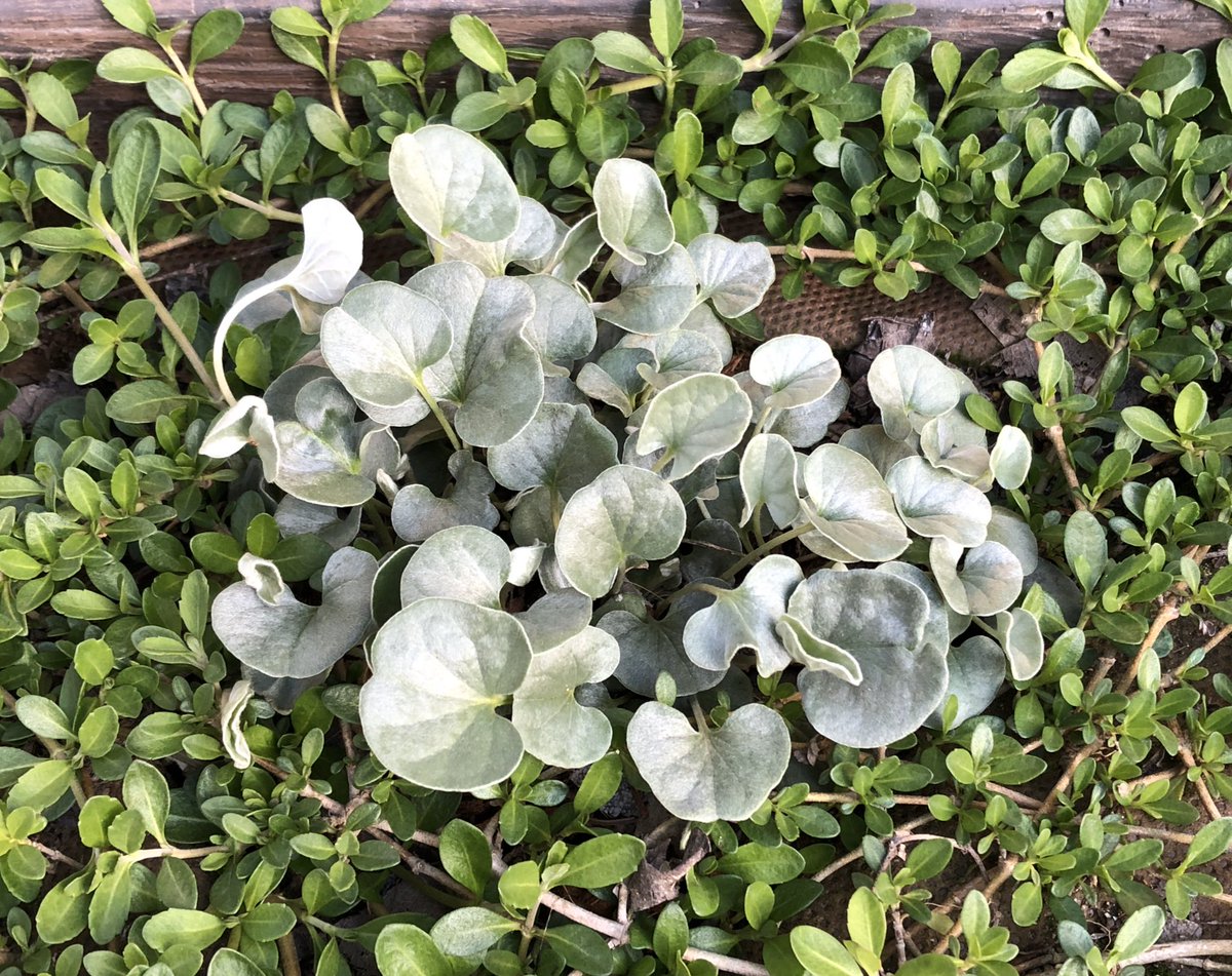 風織 庭いじりメモ 順調に茂っているディコンドラ セリセア グランドカバーエリアの2株はクラピアとの ブロック塀沿いの隙間に植えた株はプラティアとの領土争いが本格化してきました 蔓を伸ばさない分セリセアの方が不利ですが 寒さに強く休眠しない