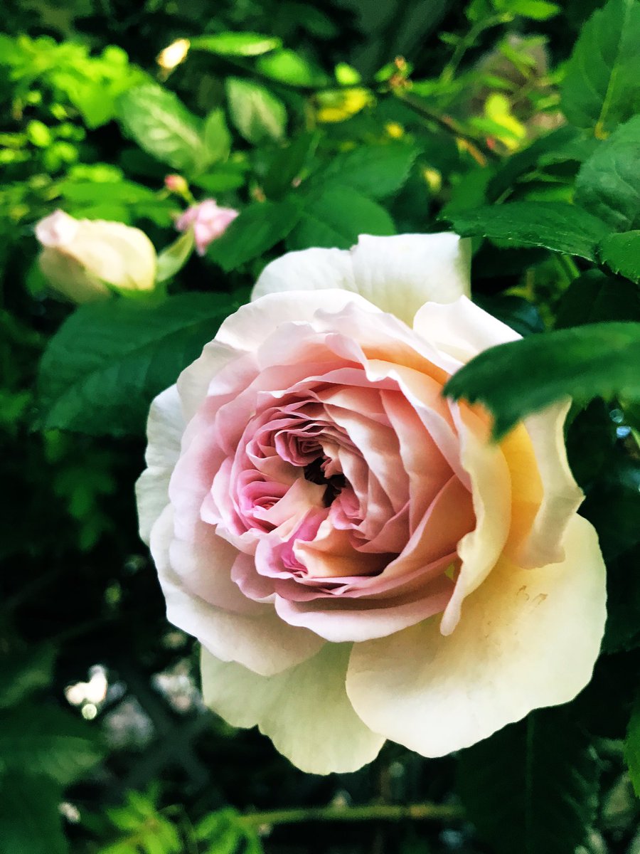 クレマチス Youtube Com Or Ustream Tv Or Vine Co Or Dailymotion Com Lang Ja Twitter Search