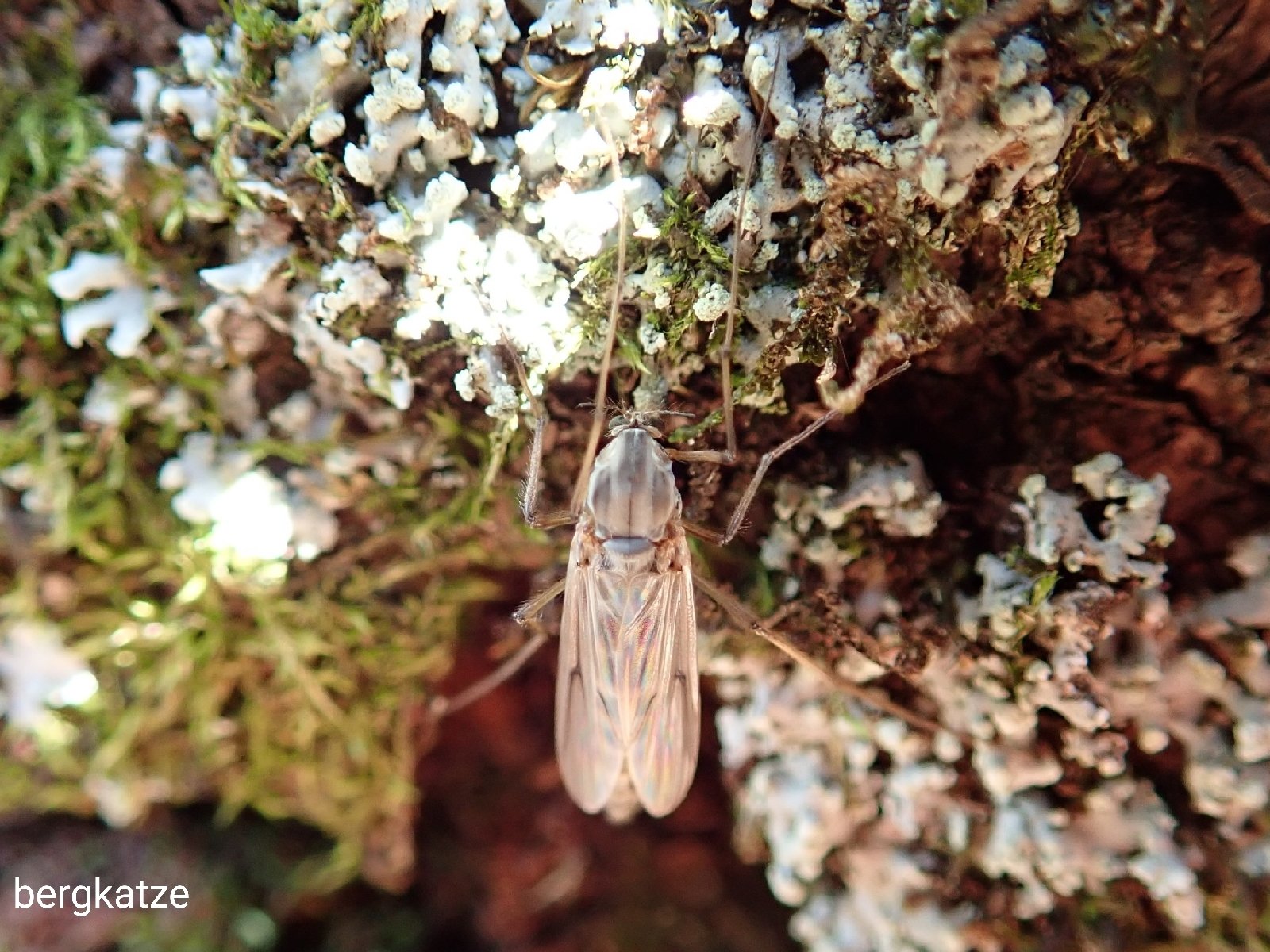Bergkatze Chironomus属の1種 Chironomus Sp オオユスリカの仲間 テネラルっぽくて飛べないのか 撮らせてもらえた 双翅 カ ユスリカ科 Bergkatze Chironomus属の1種 Chironomus Sp オオユスリカの仲間 テネラルっぽくて飛べないのか 撮らせてもらえた 双翅 カ ユスリカ科