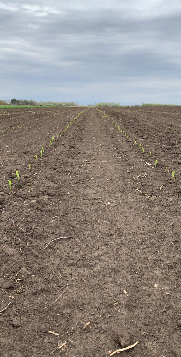 ag_midwest's tweet photo. P0220AM corn looking great! 

#plant2020 https://t.co/SVc6MjM5vX