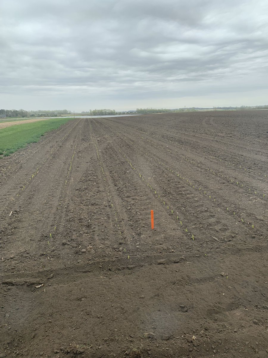 ag_midwest's tweet photo. P0220AM corn looking great! 

#plant2020 https://t.co/SVc6MjM5vX