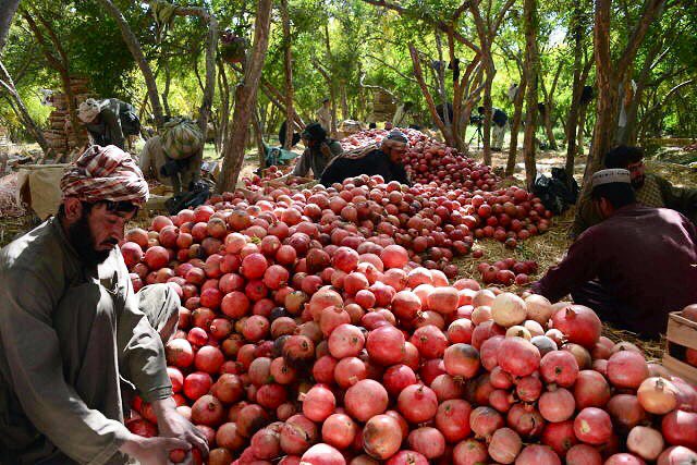 Afghanistan_5's tweet photo. You know this, right?
Anar (pomegranate) the king of fresh fruits. Arghandab in Kandahar and Sarobi in Kabul are the beehives of it.
Where is Anar emoji in Twitter? https://t.co/gvxVa71xz7