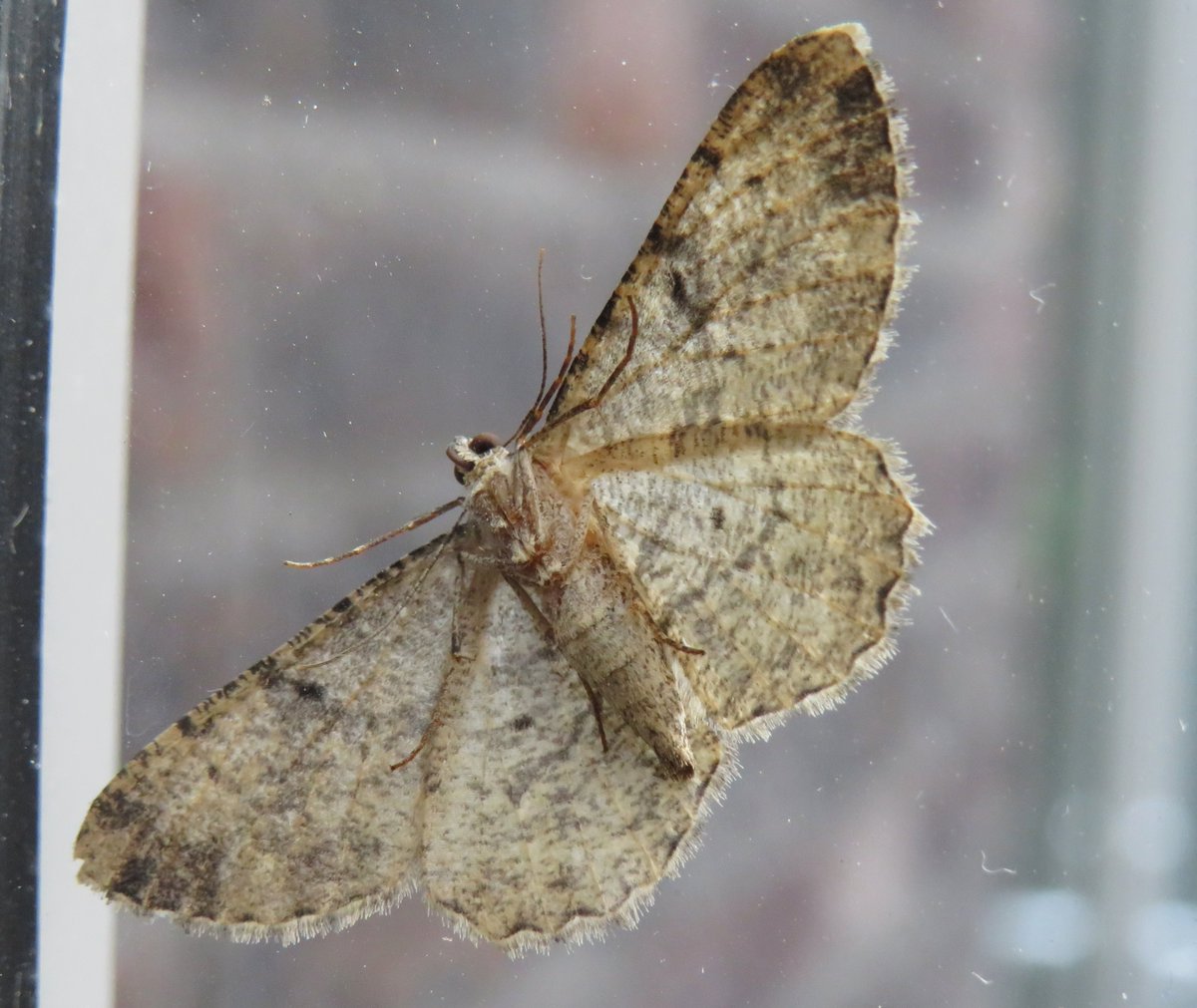inja5248's tweet photo. #meimotten met @mijnblogjenl 

dag 7/31 #spikkelspanner 🦋 geen idee welke, maar ja 🧐 https://t.co/6IOmIMyuXC