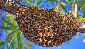 NiagaraBee's tweet image. The Niagara region is flooded with feral honey bees.  These bees with a new queen will be looking for a new home.  By offering your back yard or garage roof, we can come &amp;amp; place a swarm trap (bee box) when the bees swarm they will move into this box safely!   DM us for more info!