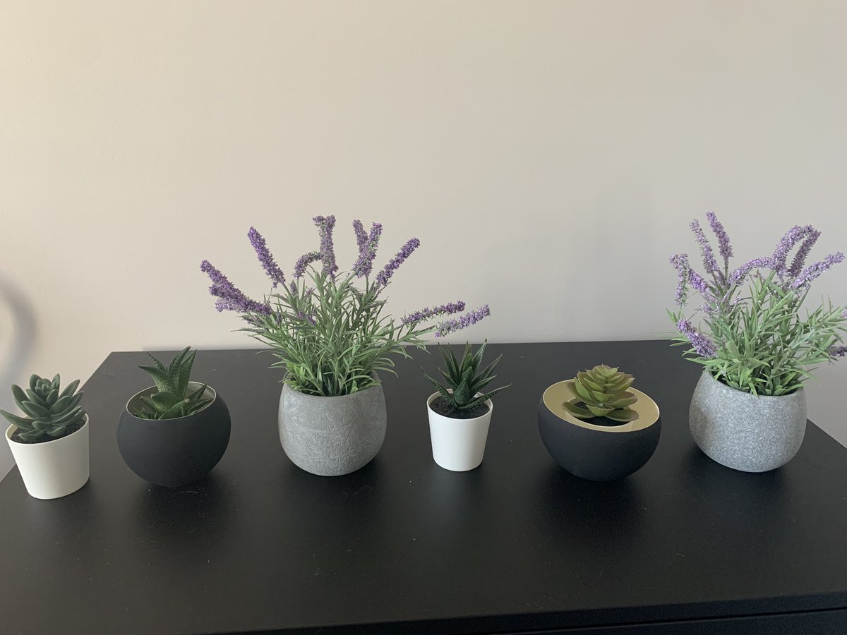 AsuGrade1's tweet photo. Rearranged some flowers to make a pattern. What do you see? https://t.co/J1hDX1Hrll