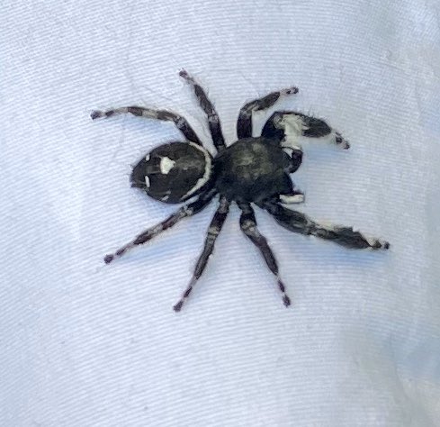 PsychoFizz's tweet image. So ummm.... @danooct1 found this in our garage the other day... never have I ever wanted to move more than I do right now. Lol black and white alpine jumping spider. A cool nope. #help #movingnow