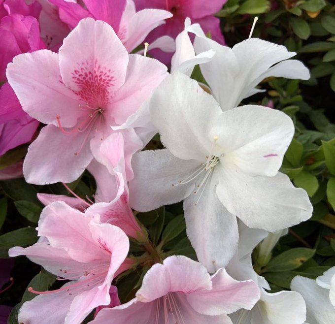 躑躅のtwitterイラスト検索結果 古い順