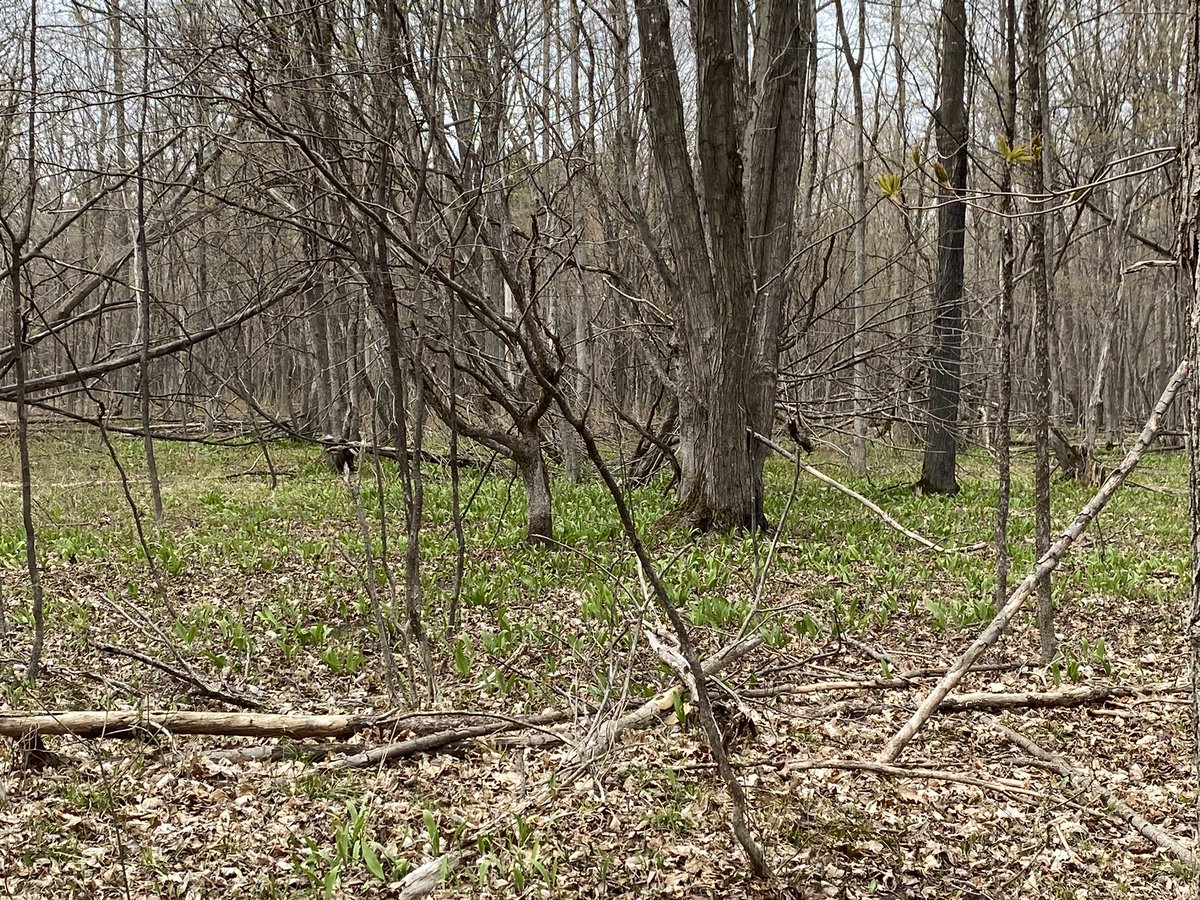 NathalieR71's tweet photo. As well, ensure you actually have the correct plant. Some look similar. We found a very healthy patch! #ocsbAtHome #ResponsibleForaging #Nature #BacktoOurRoots https://t.co/iJHo1mmtf7
