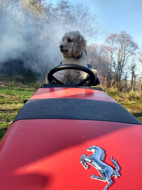 IClaireBarratt's tweet photo. but the dog has done an excellent job mowing the lawn #TwitterSteamRally https://t.co/I3tHCwNPMi