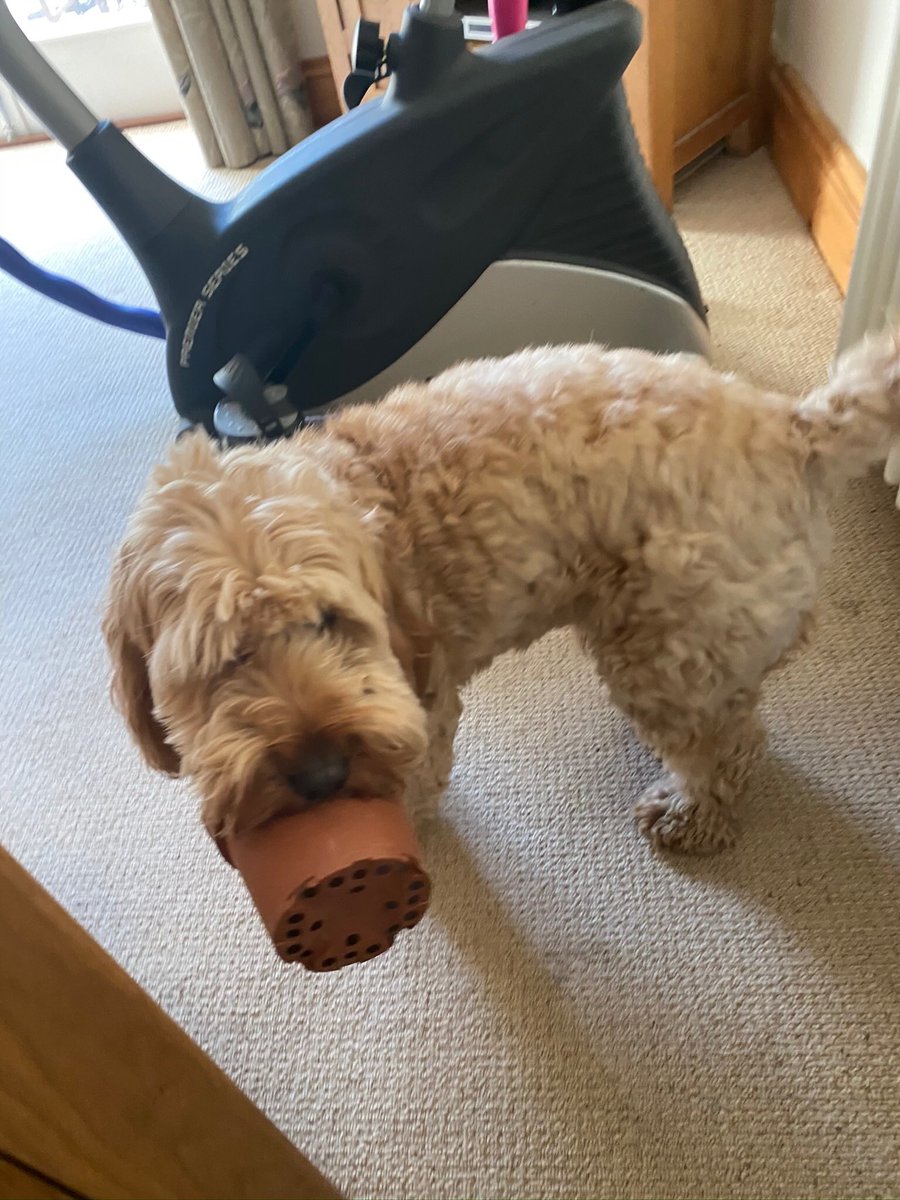 benjicockapoo tweet picture