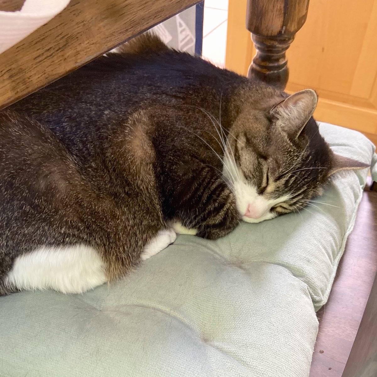 coke is asleep on a chair cushion, with her legs tucked under her and her h...