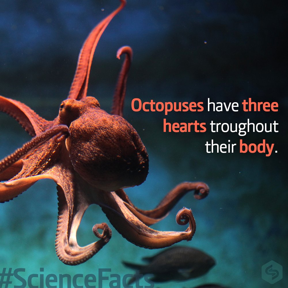 prsciencetrust1's tweet photo. #ScienceFacts 🔬
Did you know that octopuses are three-hearted?. Two hearts are used to pump blood to each of the octopus' lungs, and the third pumps blood throughout the body.
#PRSTRT #octopus #Cephalopod #heart https://t.co/G7B55eewjO