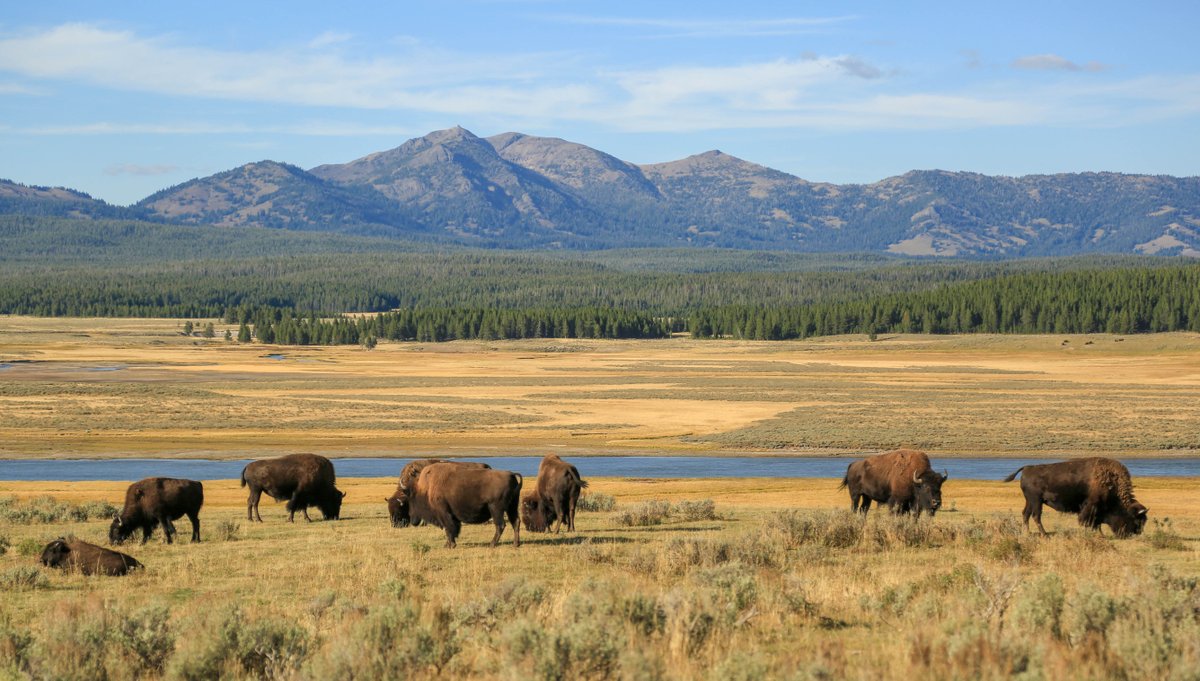 The National Park Service remains dedicated to the conservation of the American bison. Learn more about the Bison Conservation Initiative, which will guide efforts to conserve and restore our national mammal for the next decade. ow.ly/EedW50zA3a1

#BCI2020